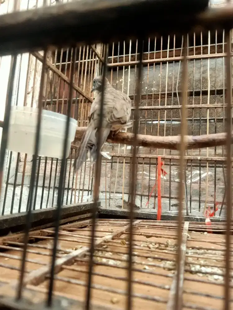 Burung perkutut lokal jantan
