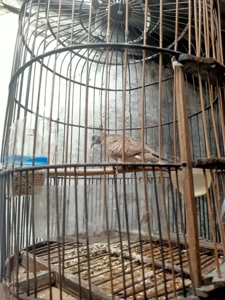 Burung perkutut lokal jantan
