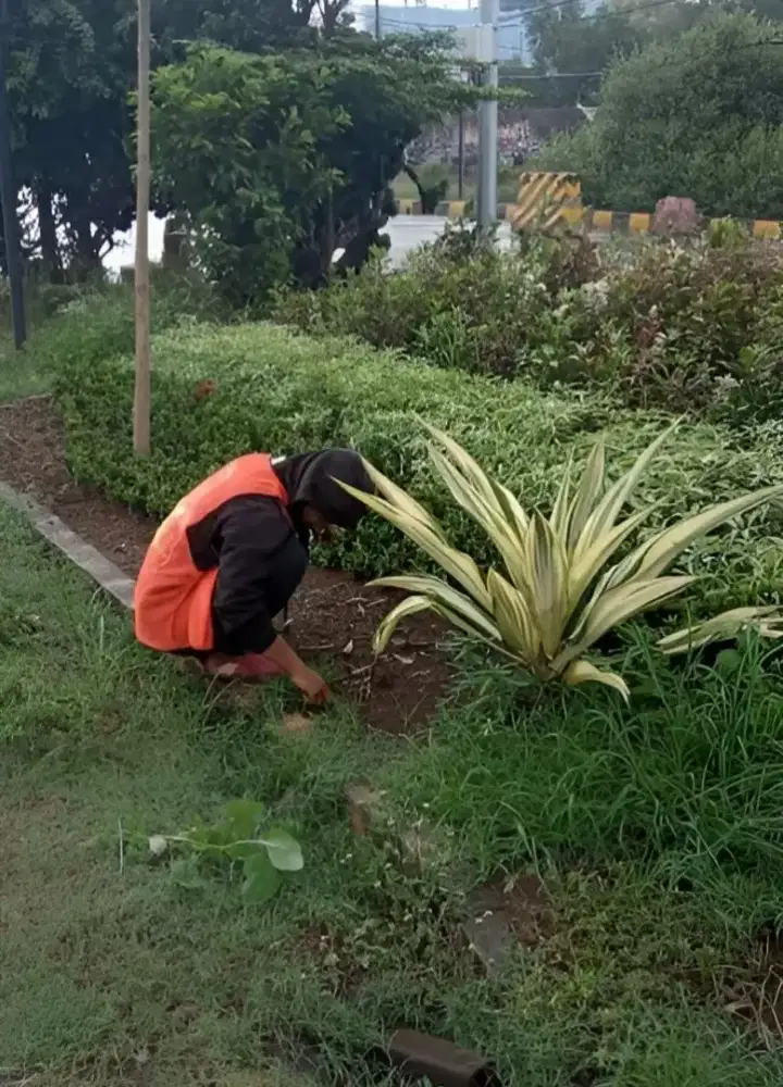 Tukang merawat taman / perapihan kebun