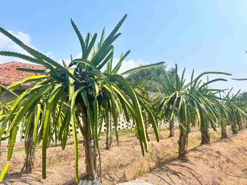 DIJUAL KEBUN BUAH NAGA DI TEMPURAN KARAWANG
