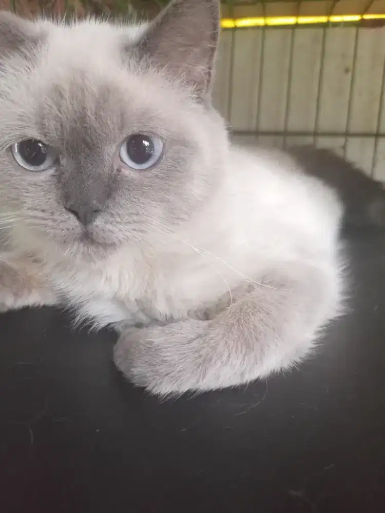 Kucing Persia Exotic Jantan Himalaya