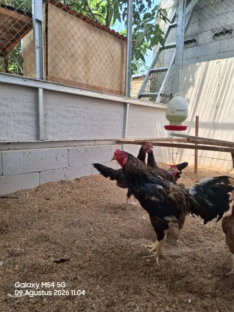 Ayam Jago KUB 2 Janaka pacek