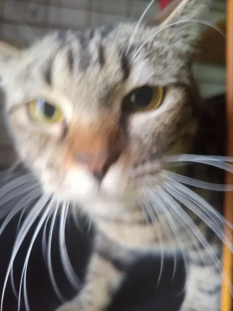 Kucing Betina Mixdom