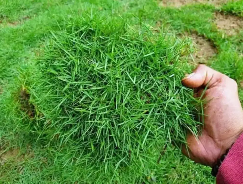 Jual tanaman rumput jepang