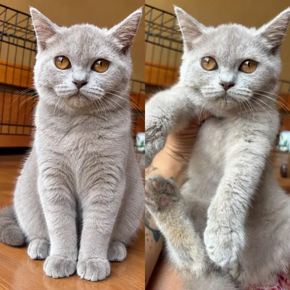 Kucing BSH Lilac betina
