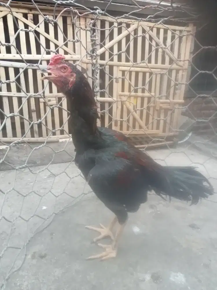 Ayam Bangkok pakhoy batu Rante