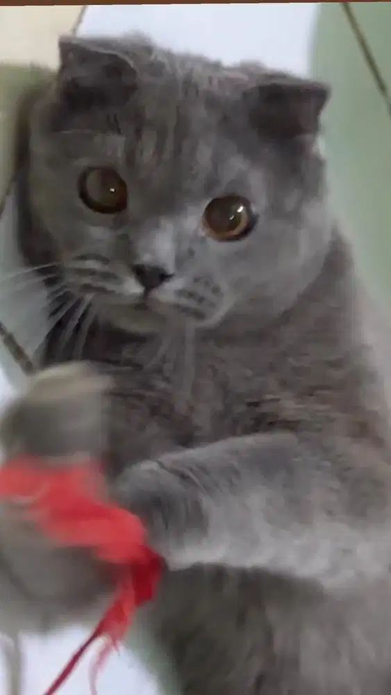 Scottish foldz kitten blue jdhin exo british ceper munckin fortune cat