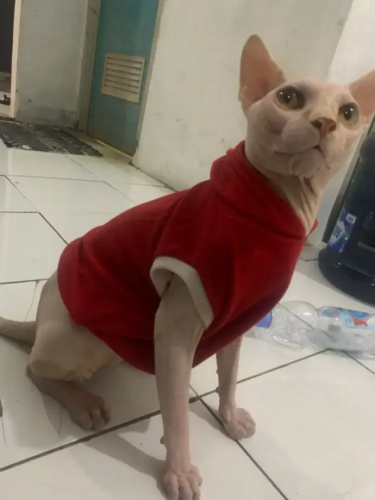 Mahar aja open adopsi sphynx