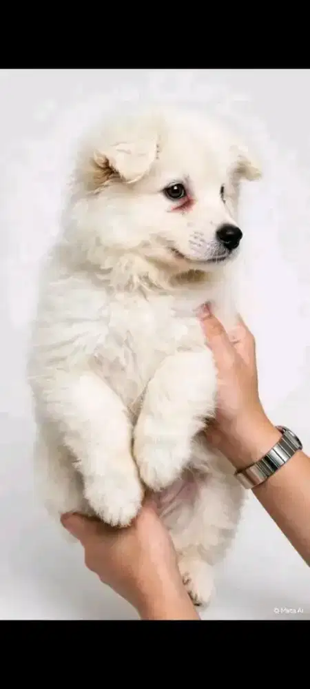 Puppies samoyed