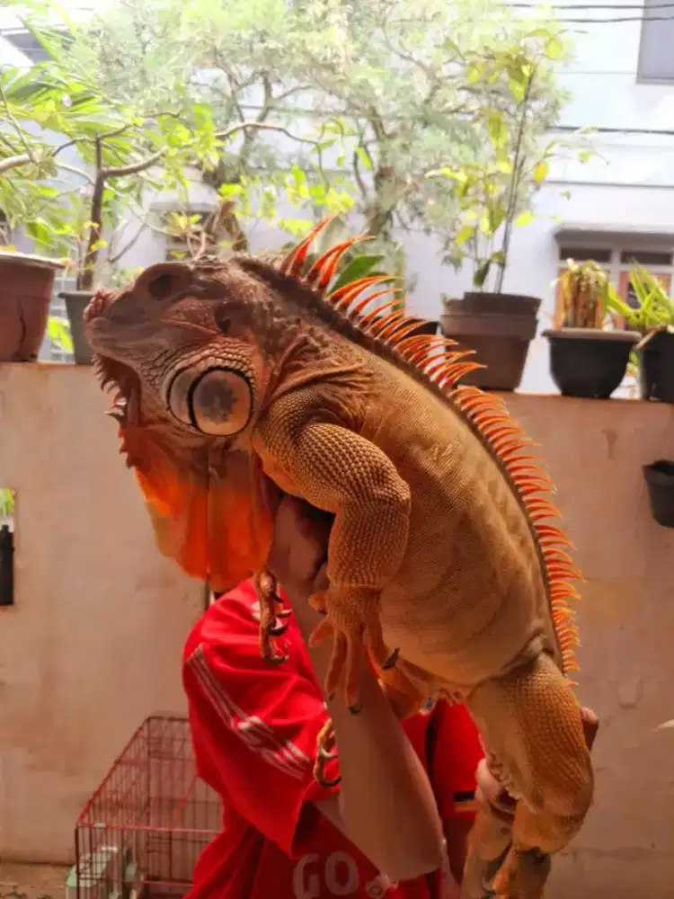 Iguana Super Red short