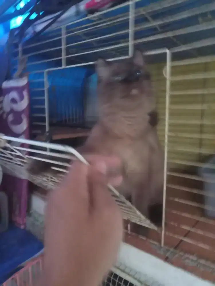 Kucing Persia betina Himalaya warna langka