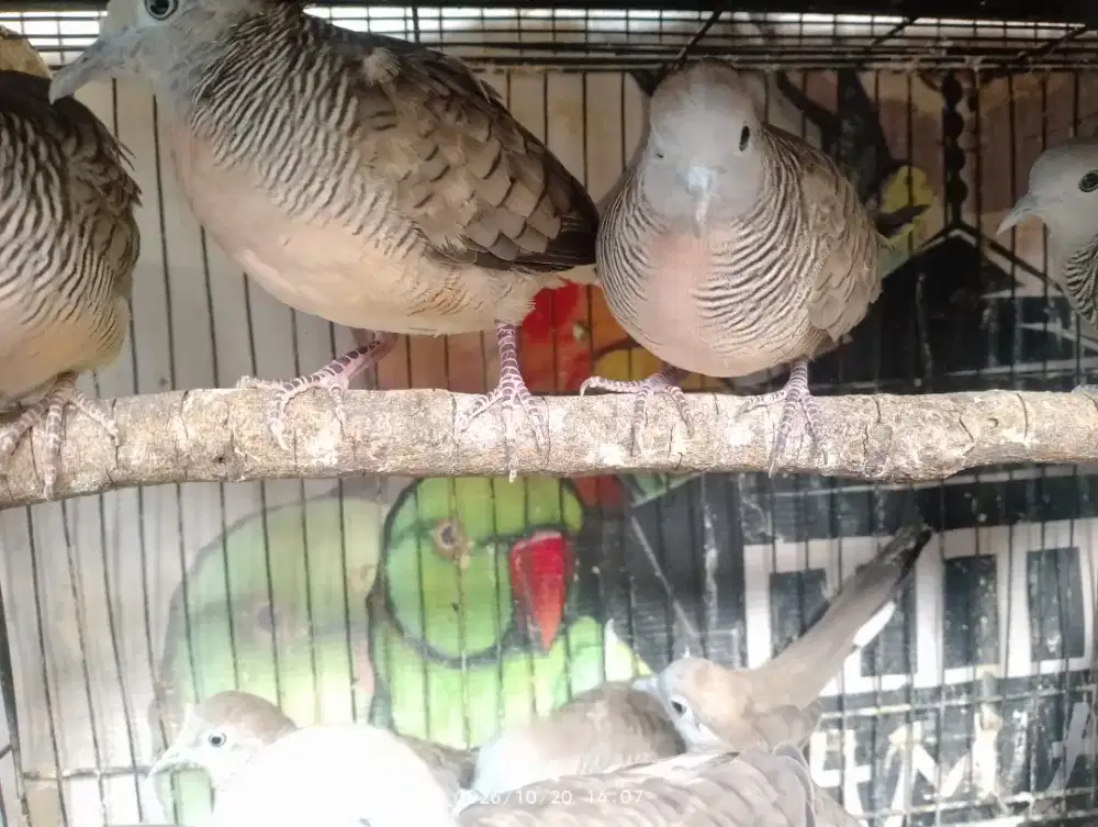 Perkutut lokal jatim