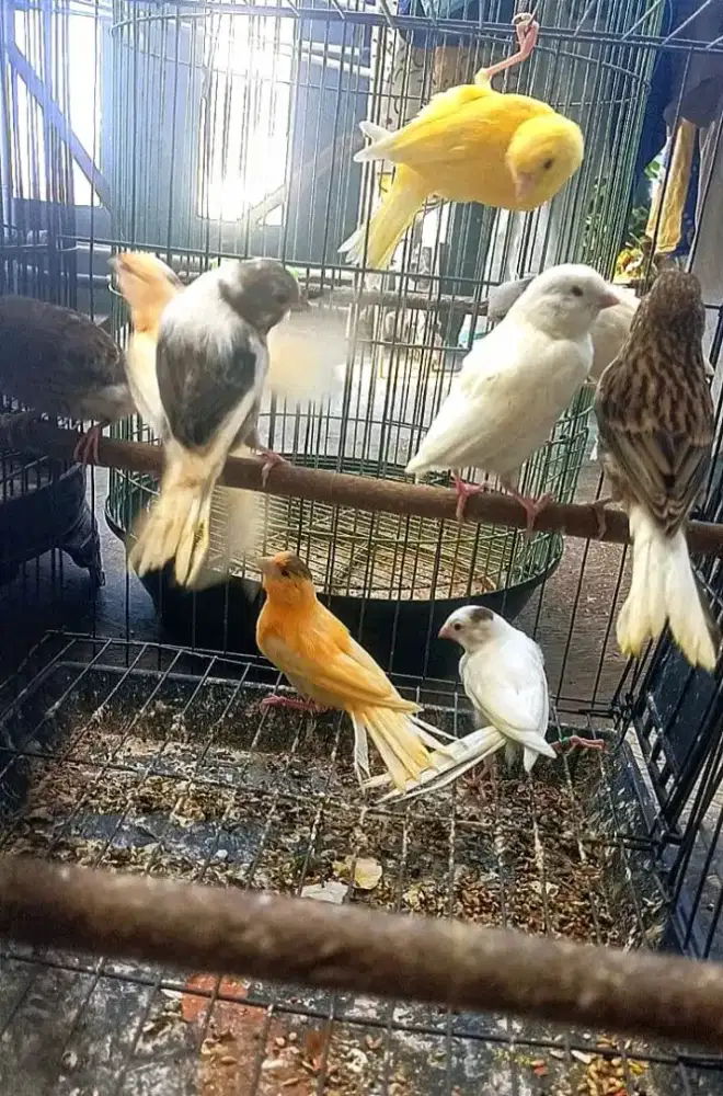 Anakan kenari paud jantan