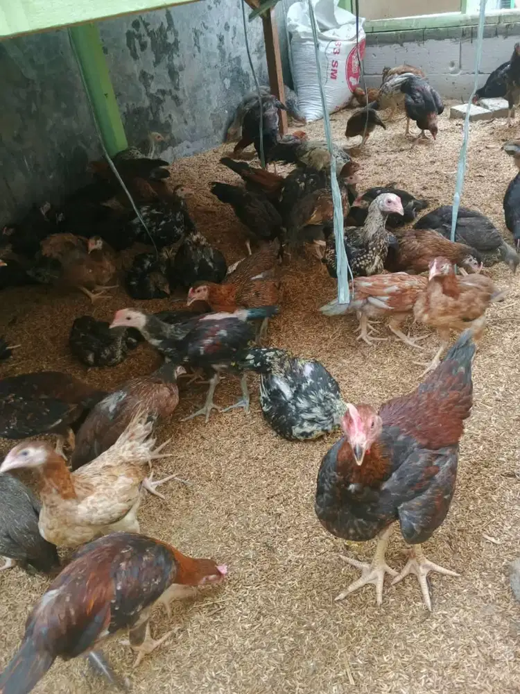 ayam kampung usia 3 bulan