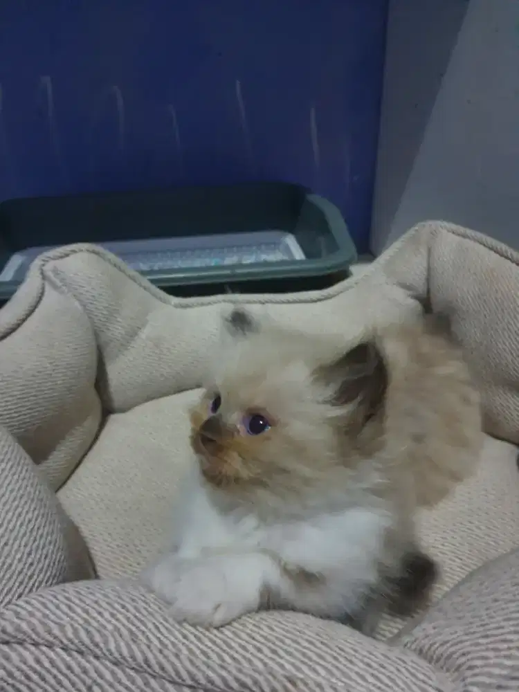 RAGDOLL MATA BIRU JANTAN