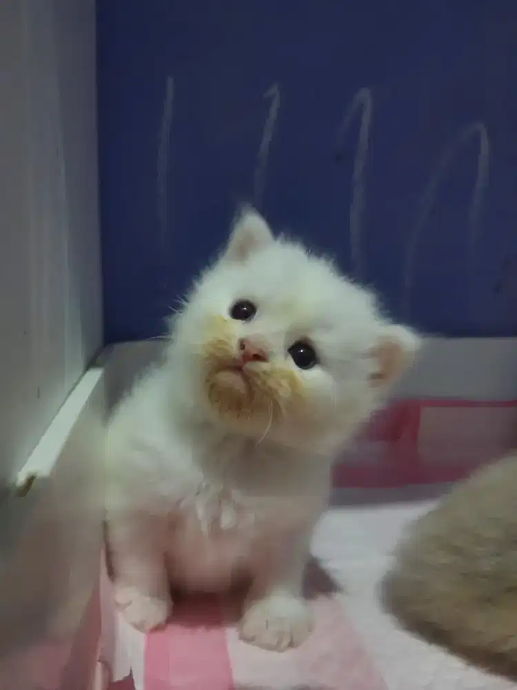 RAGDOLL KITTEN JANTAN MATA BIRU