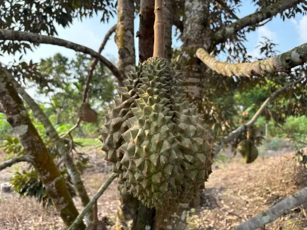 Dijual Kebun Durian Produktif ±2 Ha Dekat Pekanbaru – 190 Pohon
