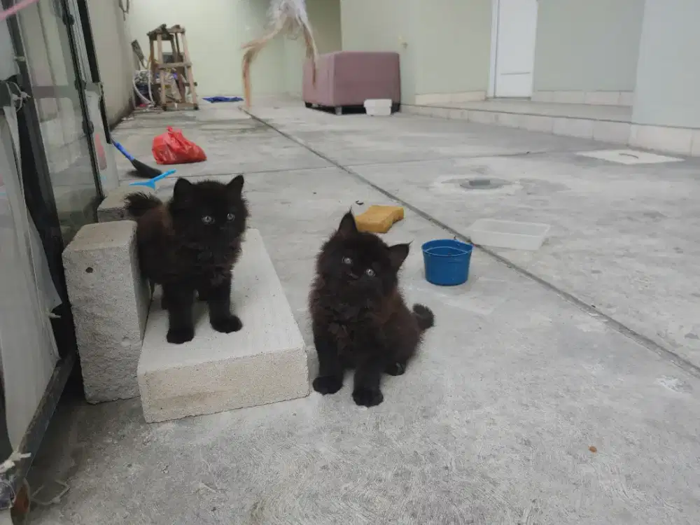 Kucing kitten persia mix norwegian 3 ekor / himalaya anggora peaknose