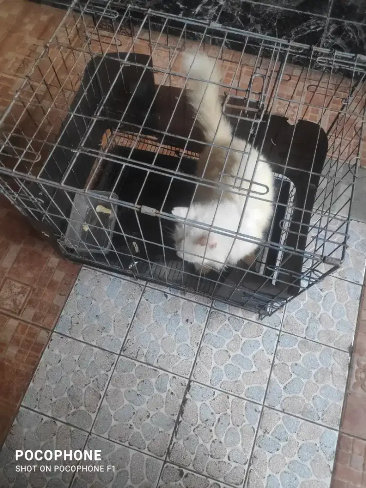 Jual kandang  kucing