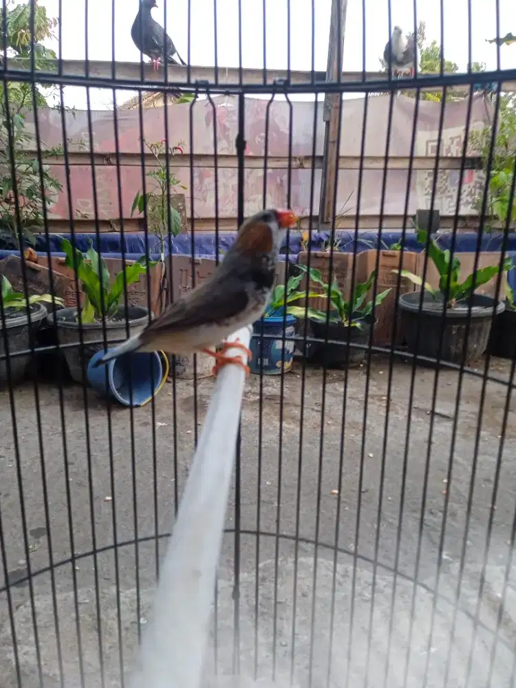 Zebra Finch jantan