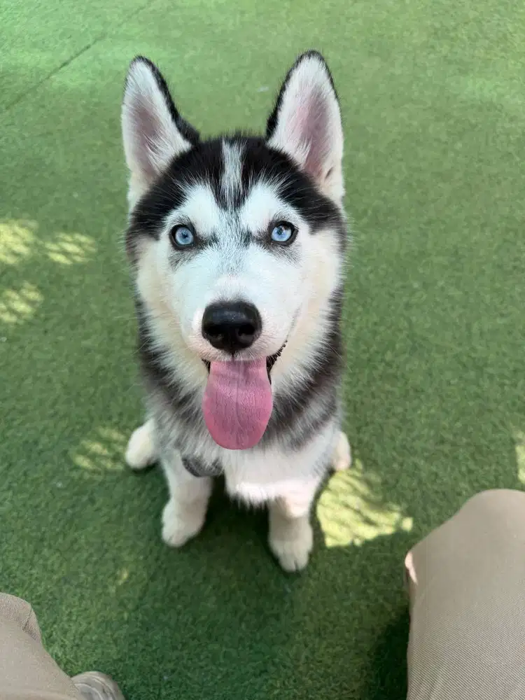 Siberian Husky. Jantan. Umur 4 Bulan