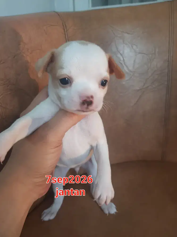 Jual anakan chihuahua