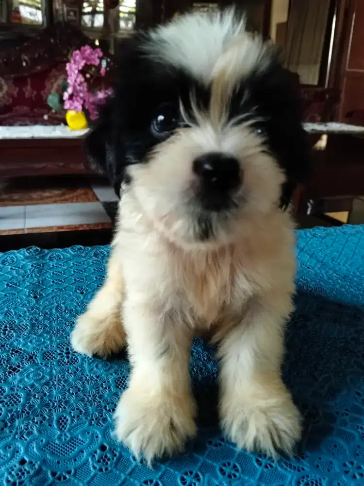 Ras kecil mix shipoo