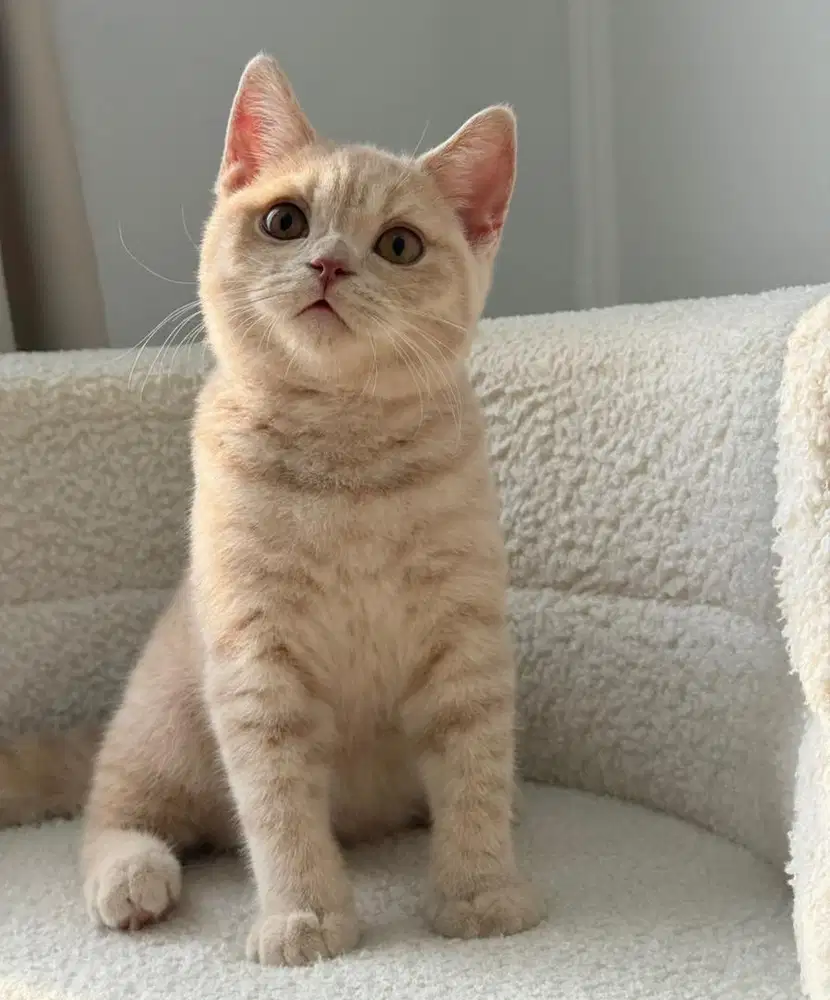 British shorthair