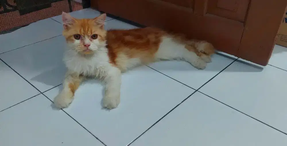 Kucing Peaknose mix bigbone