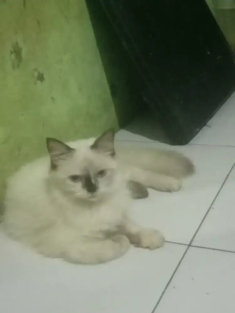 Anak kucing himalaya