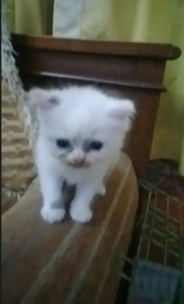 Kitten Ragdoll Jantan 2bln