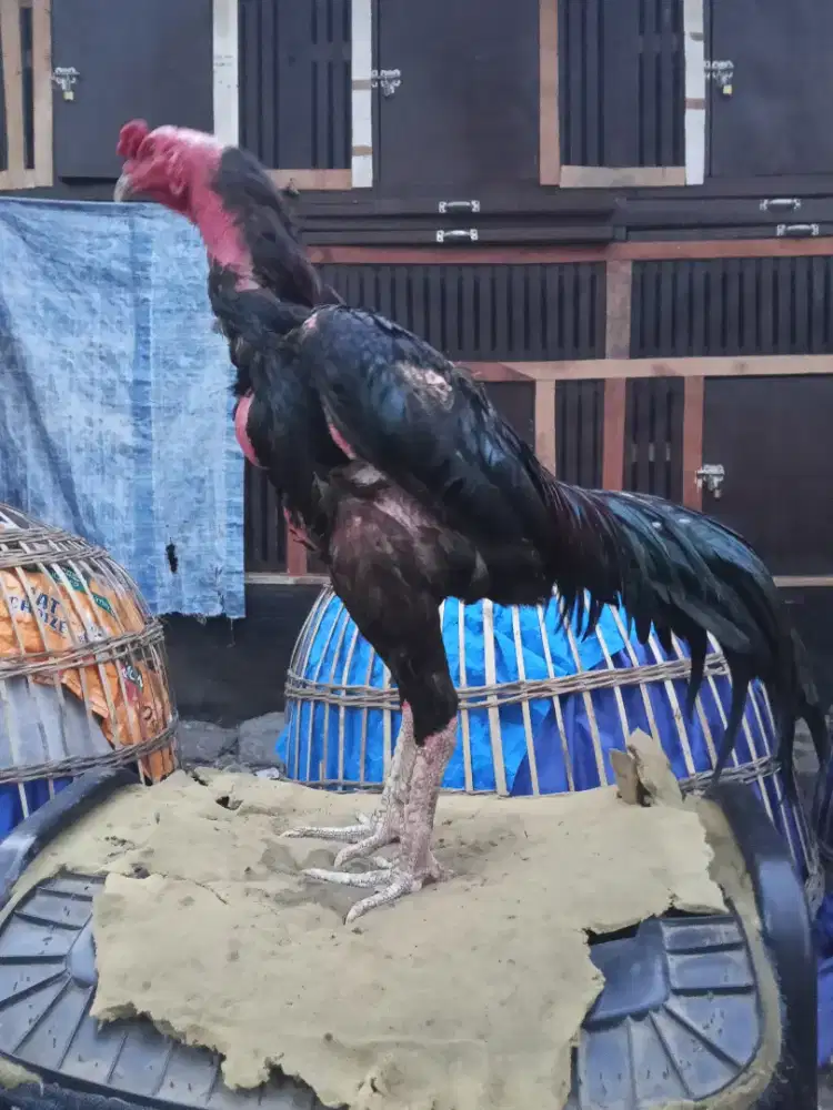 Ayam Bangkok 2D (pakhoy x khoytrad )RJF