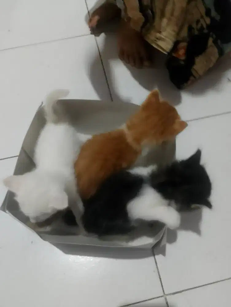 Kucing indo Angora + Persia
