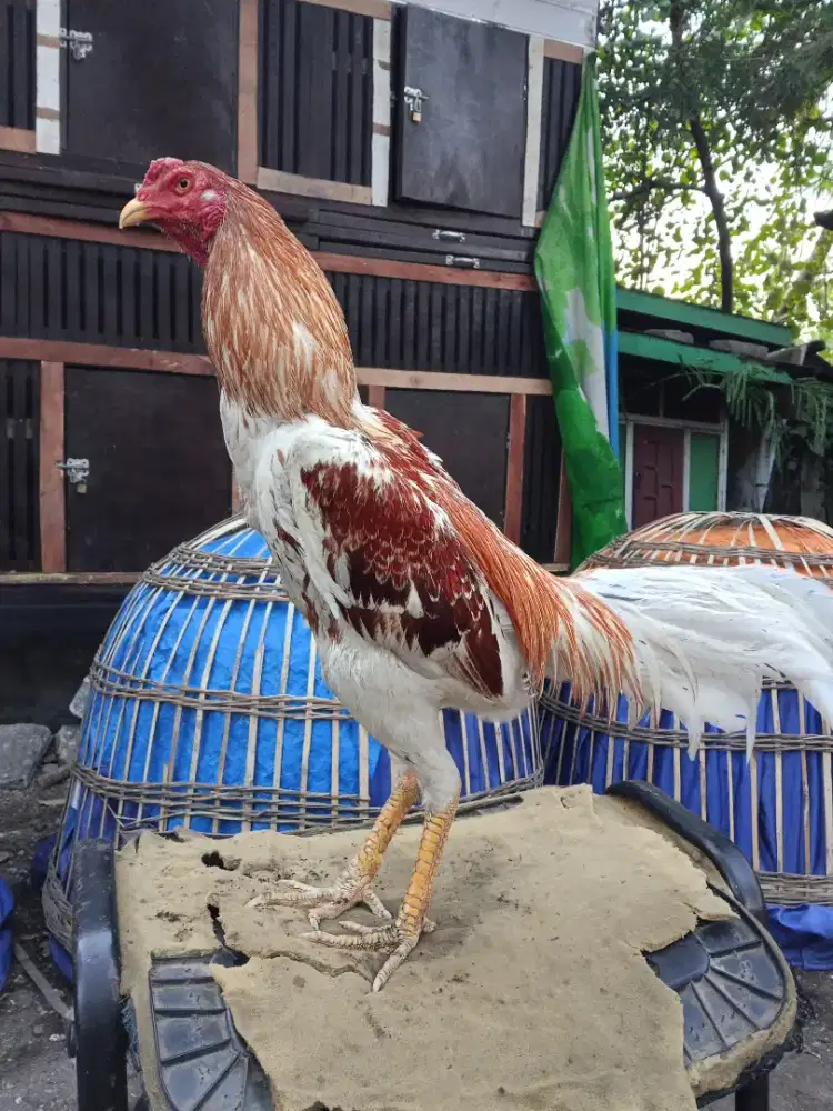Ayam Bangkok 2D (plucker x bk selatan) RJF