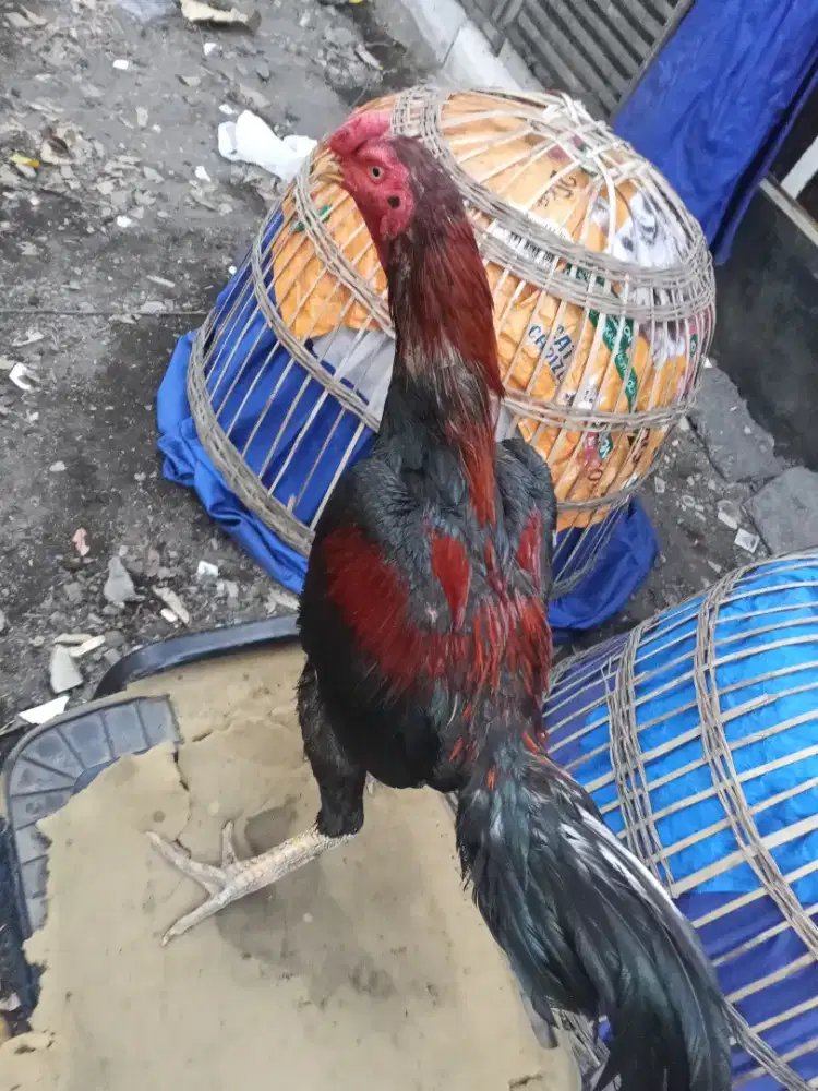 Ayam Bangkok 2D (BK selatan x pakhoy) RJF