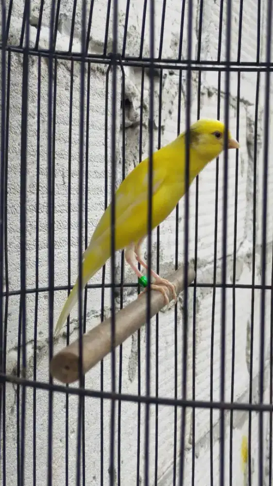 Burung kenari sfbbsf x crosbread paud jantan