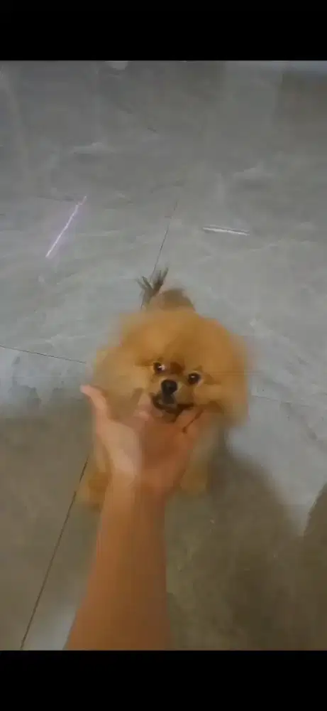 Superminipom cakep