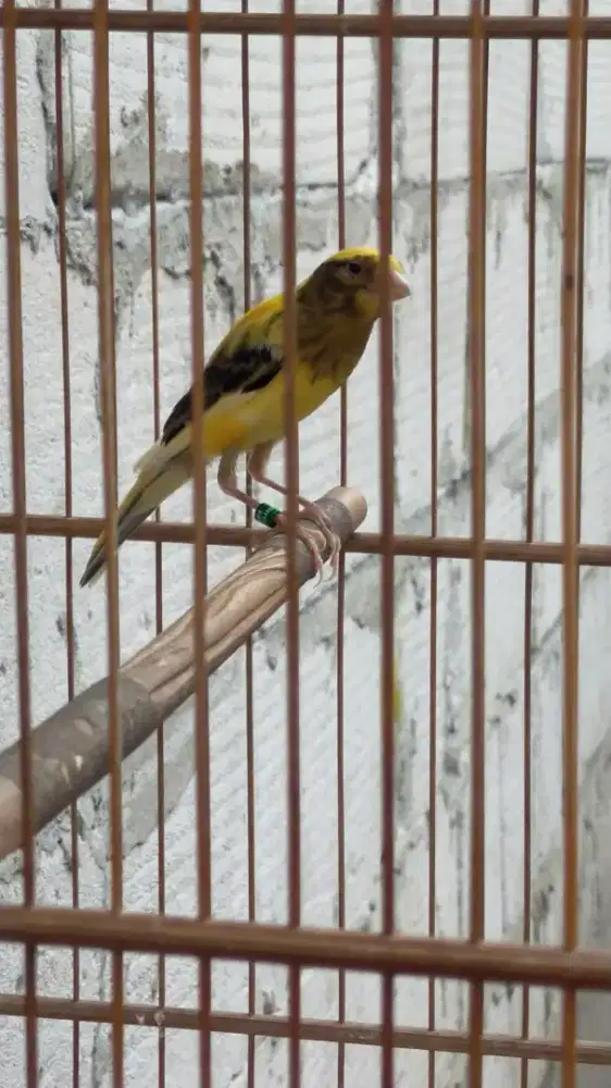 Burung kenari sfbbsf x crosbread paud jantan