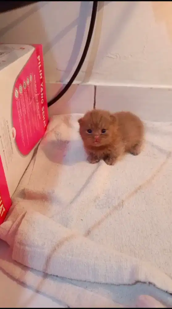Bsh cinnamon Munchkin