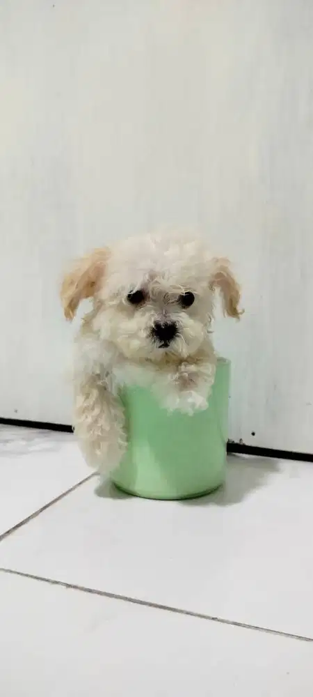 Poodle size teacup
