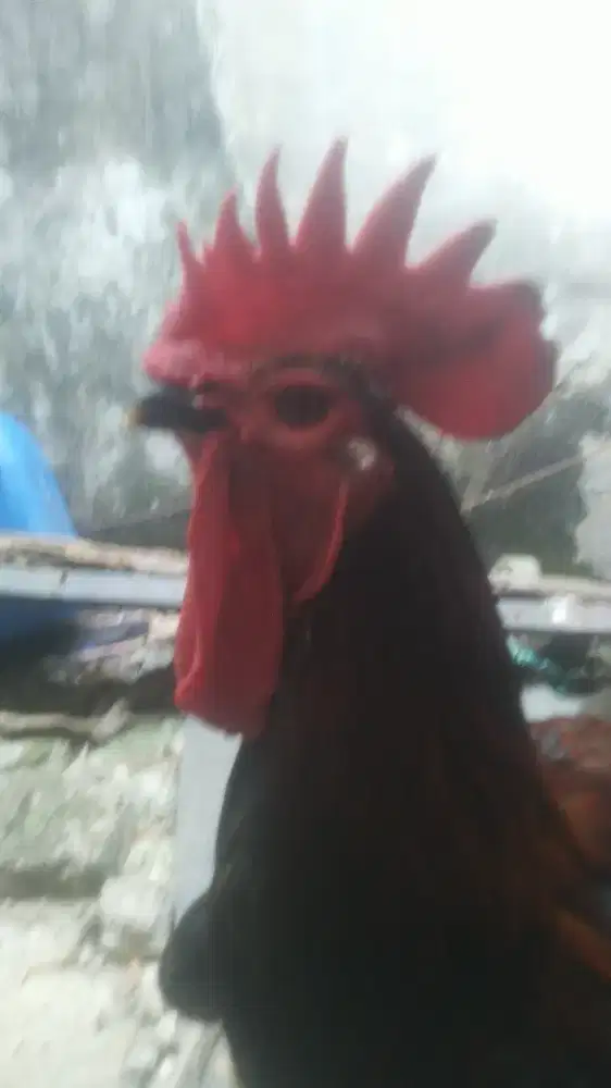 Ayam pelung jumbo