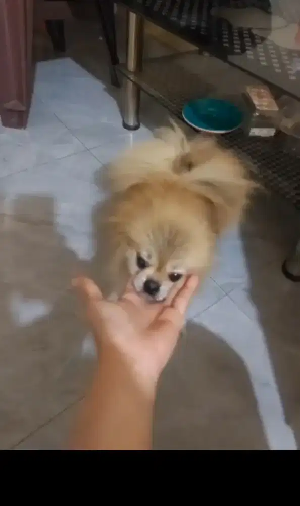 Superminipom cakep