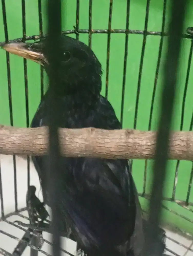 Burung siung wanara