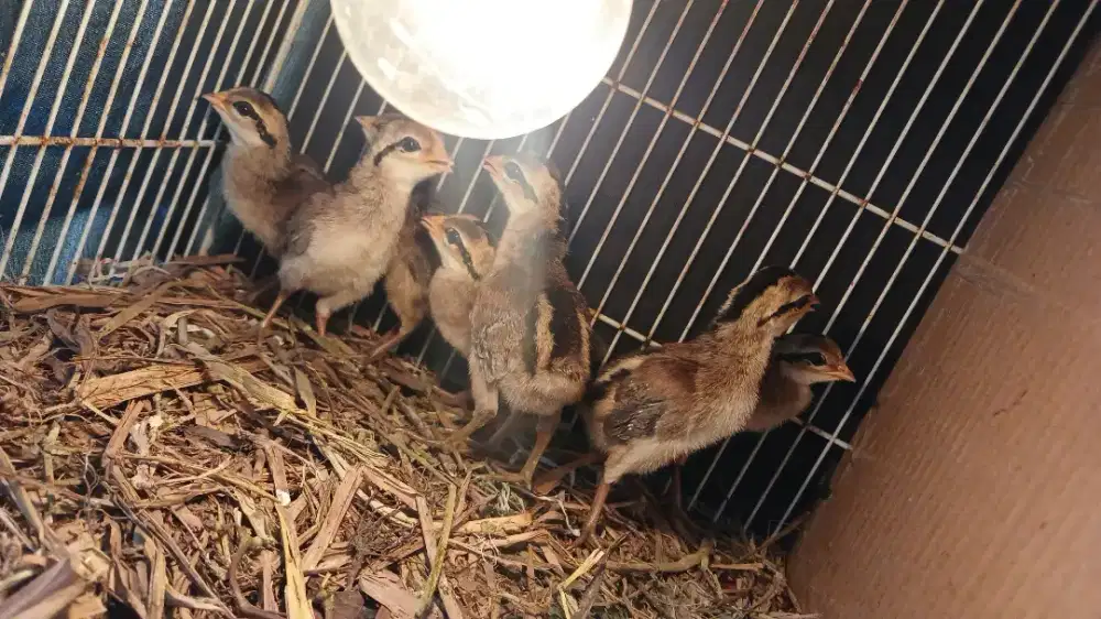Doc Ayam Hutan Hijau