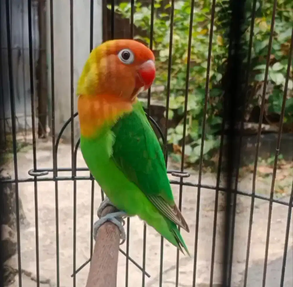 Burung Lovebird