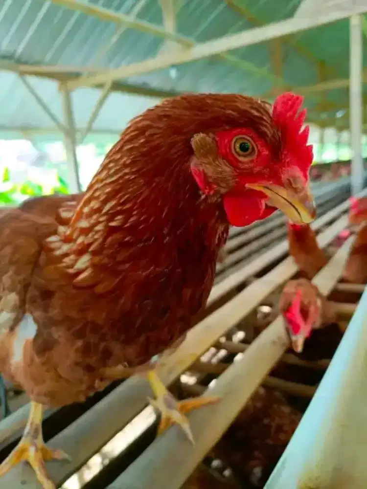 Ayam Petelur Usia 22 minggu