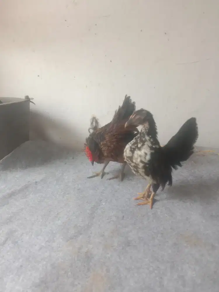 Ayam Serama sepasang