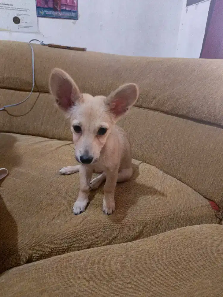 Anjing Betina Mix 5 bulan, aktif lincah