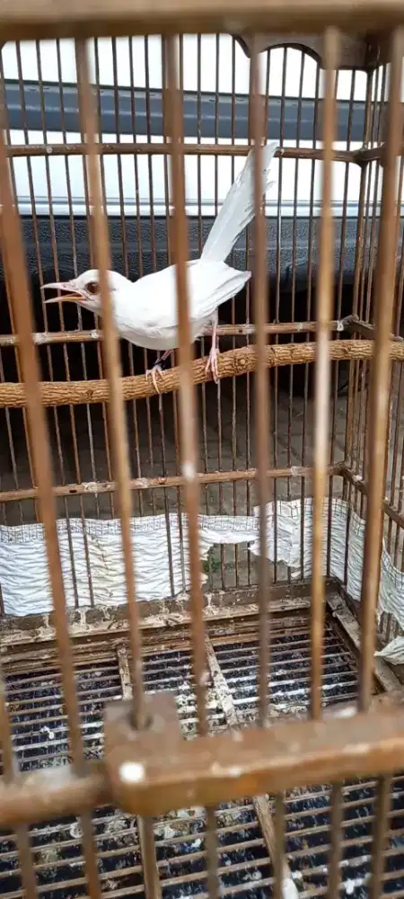 Murai batu albino betina mata anggur