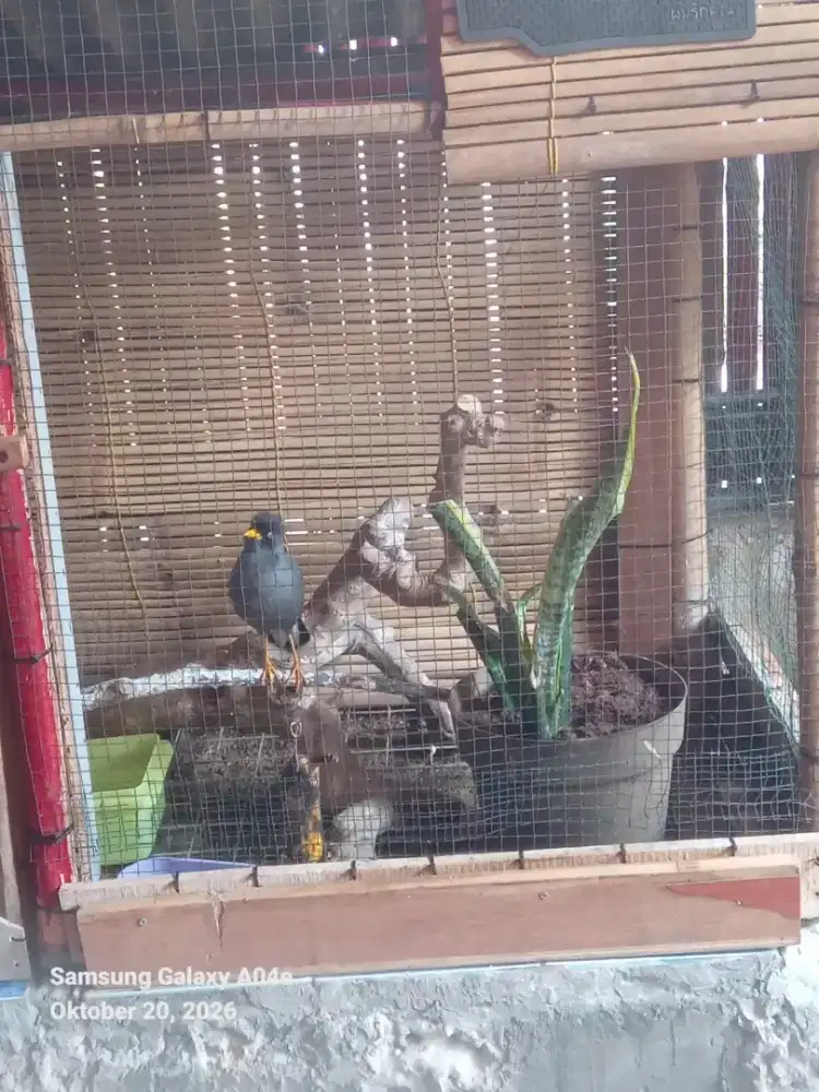 Burung Jalak gacor sdh mompa namaku Zakir